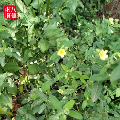 新鲜黄花母 现采梅肉草 白背黄花稔黄花地桃花地膏药小号黄花仔 - 图3