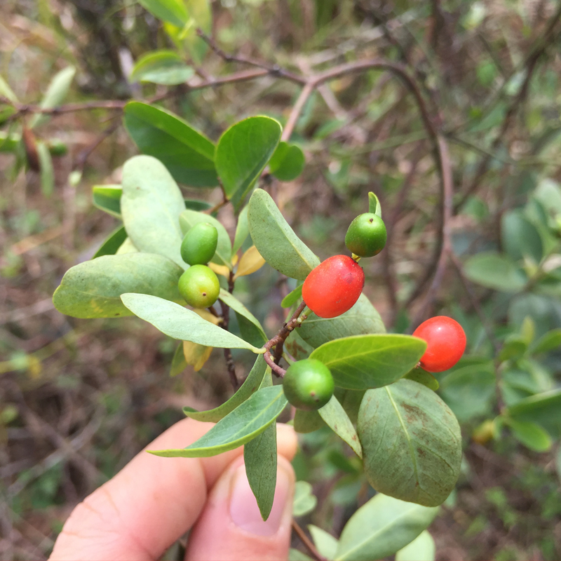 新鲜了哥王 中草药材地棉根别南根 地锦皮山麻皮全草 了哥王叶子 - 图1