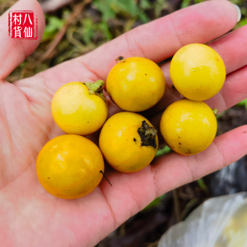 现摘黄果茄 刺天茄 新鲜牛茄子 牙疼果野茄果天泡果大颠茄 刺天茄 - 图2