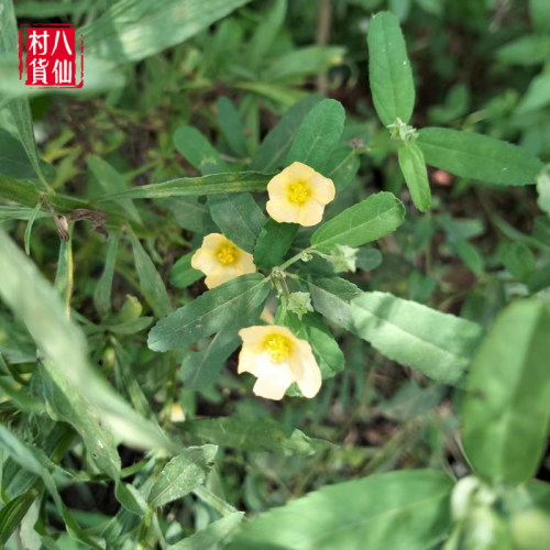 新鲜黄花母 现采梅肉草 白背黄花稔黄花地桃花地膏药小号黄花仔 - 图0