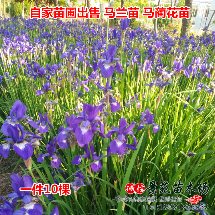 马兰花苗多年生宿根花草马兰花马蔺四季花草地被矮生春季 - 图0