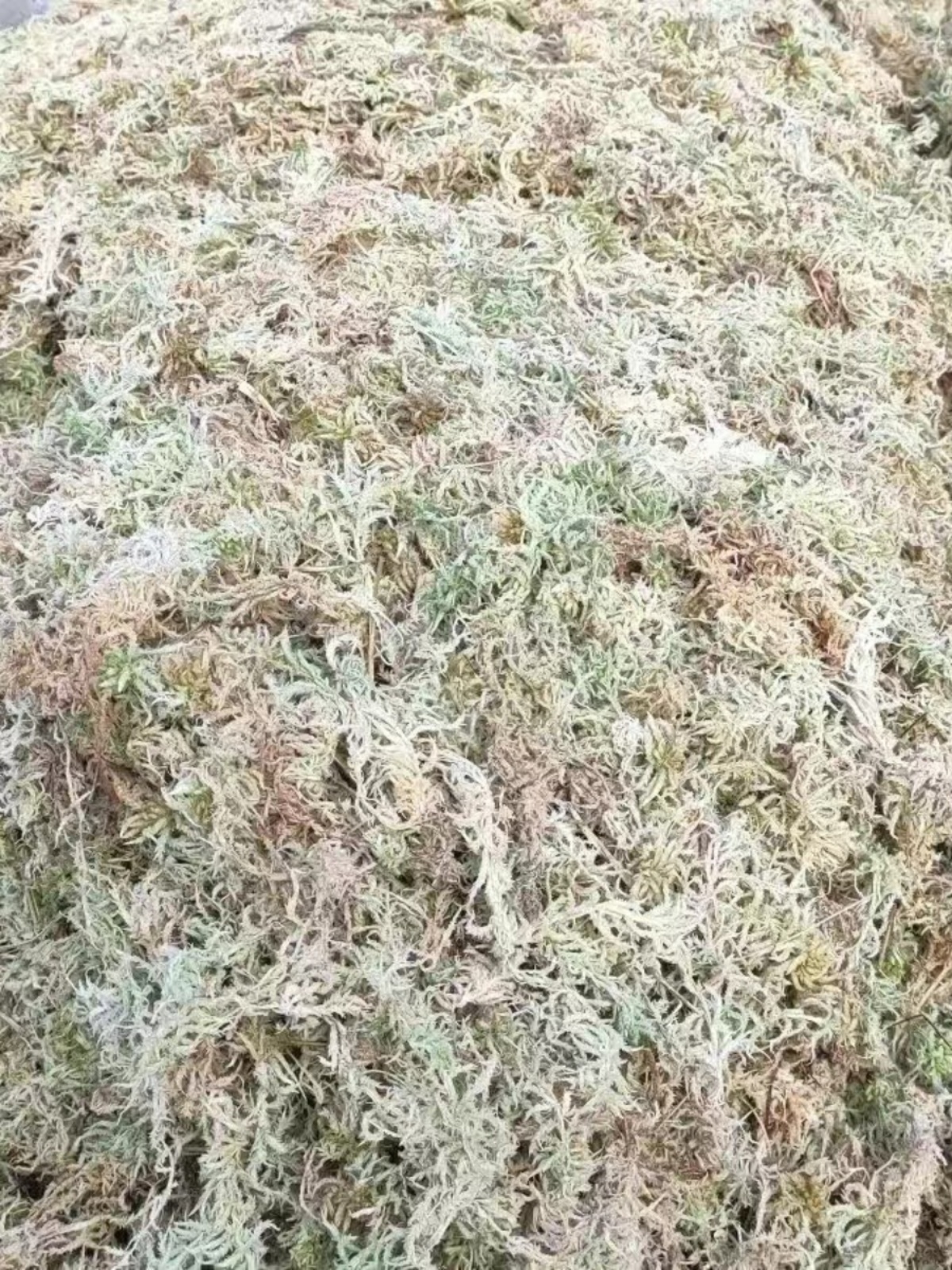 天然优质水苔蝴蝶兰花专用绿植花盆苔藓进口营养土乌龟蛇冬眠垫材 - 图0