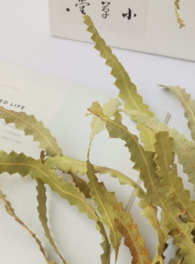 小草堂天然植物叶子进口班克木叶