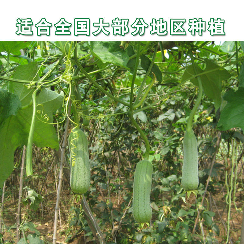 农家大肉丝瓜种子蔬菜籽 特早熟杂交肉厚肥嫩 耐寒耐热 易种植,淘宝优惠券,粉丝福利购,淘宝优惠卷