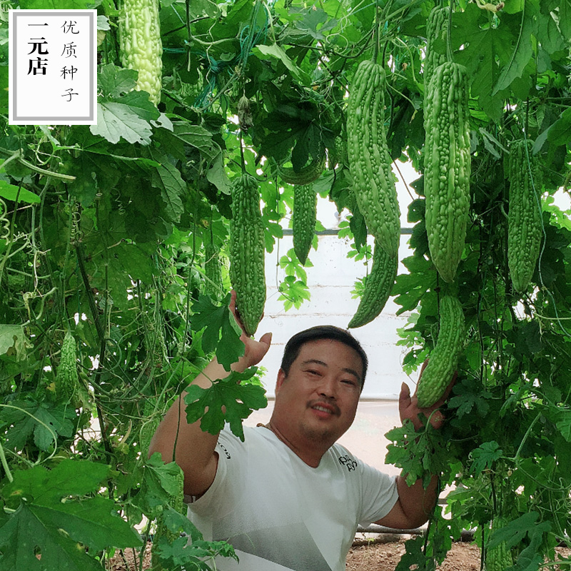 长绿苦瓜疙瘩苦瓜 蔬菜种子 生食凉拌高产早熟肉厚 包邮 - 图0