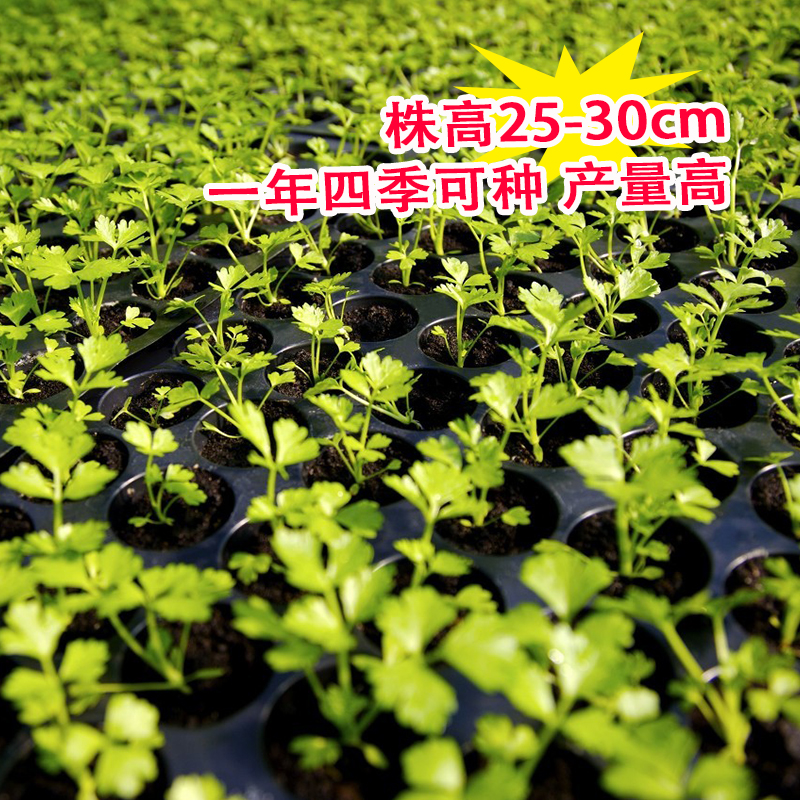 四季香菜种子 农田菜园可盆栽高产老品种大小叶芫荽香菜蔬菜籽 - 图0