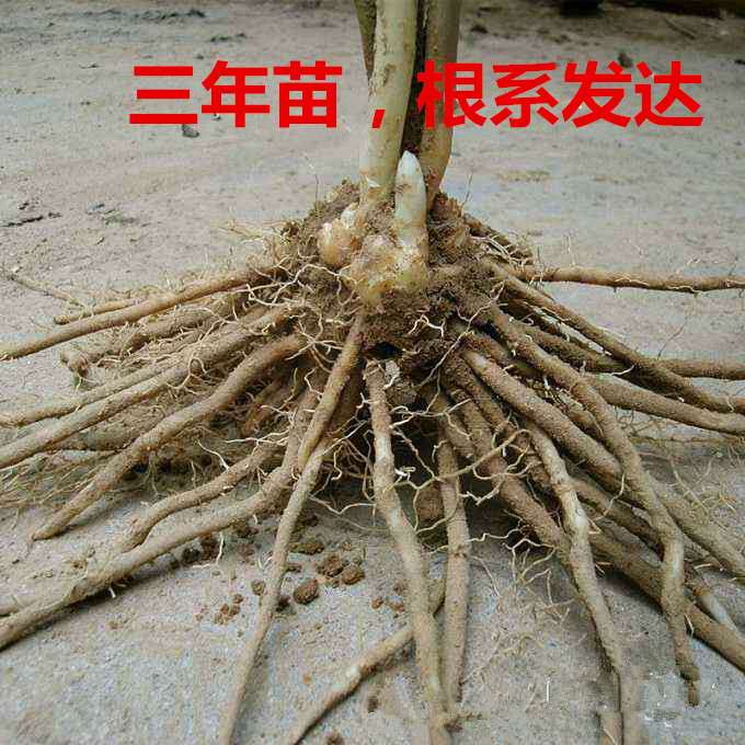 芦笋苗芦笋种根紫色芦笋苗根三年芦笋根四季多年生阳台盆栽蔬菜苗 - 图2