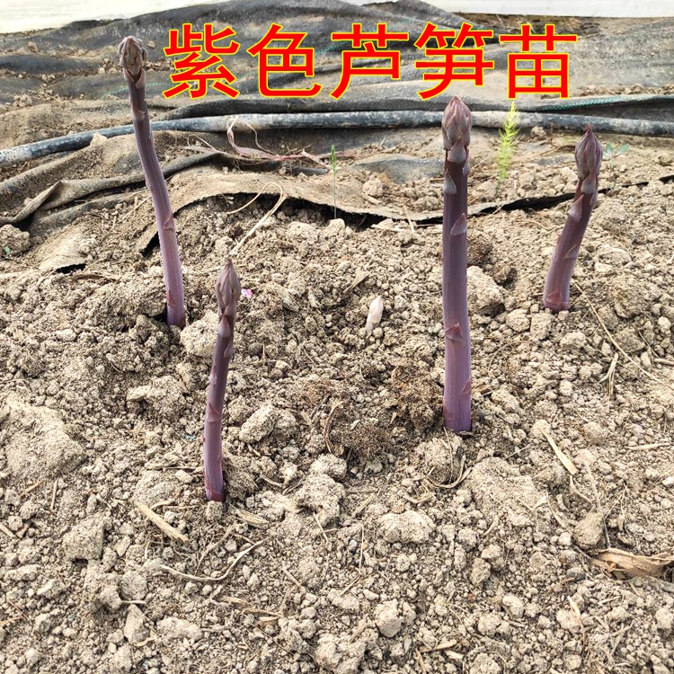 高产芦笋苗紫色水果芦笋根非转基因可留种多年生芦笋阳台盆栽绿植 - 图0