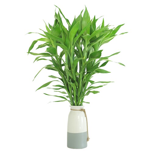 大号粗杆富贵竹庭院植物水养室内客厅节节高绿植室内盆栽水培包邮 - 图3