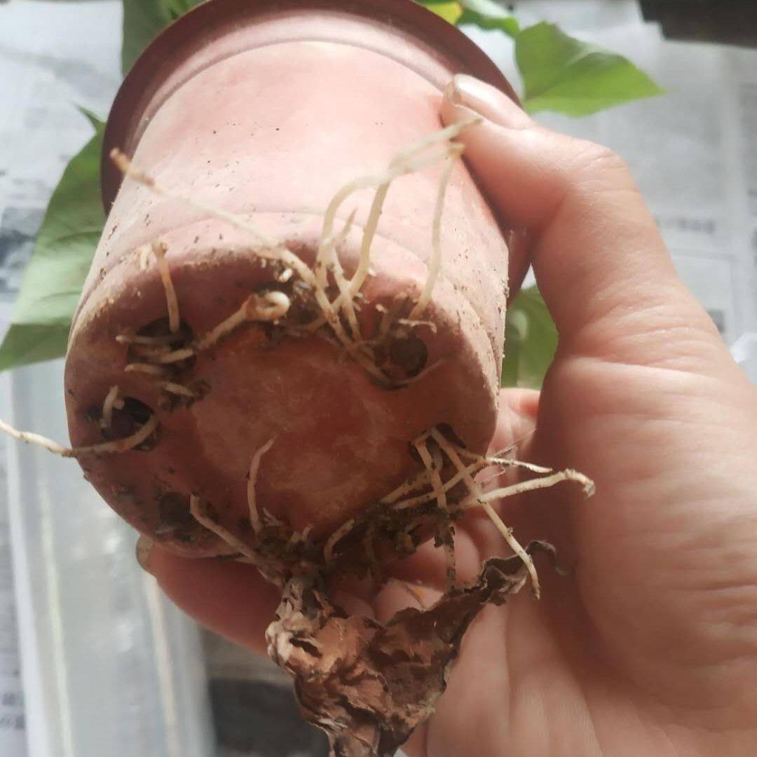 带根发货食叶型红薯 地瓜叶福薯18号番薯专吃叶子山芋苗台湾蔬菜,淘宝优惠券,粉丝福利购,淘宝优惠卷