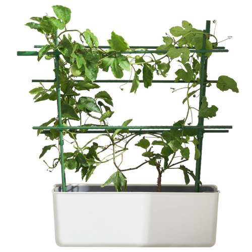 爬藤支架番茄蔬菜西瓜支撑杆黄瓜西红柿阳台爬藤架植物瓜果花架 - 图3