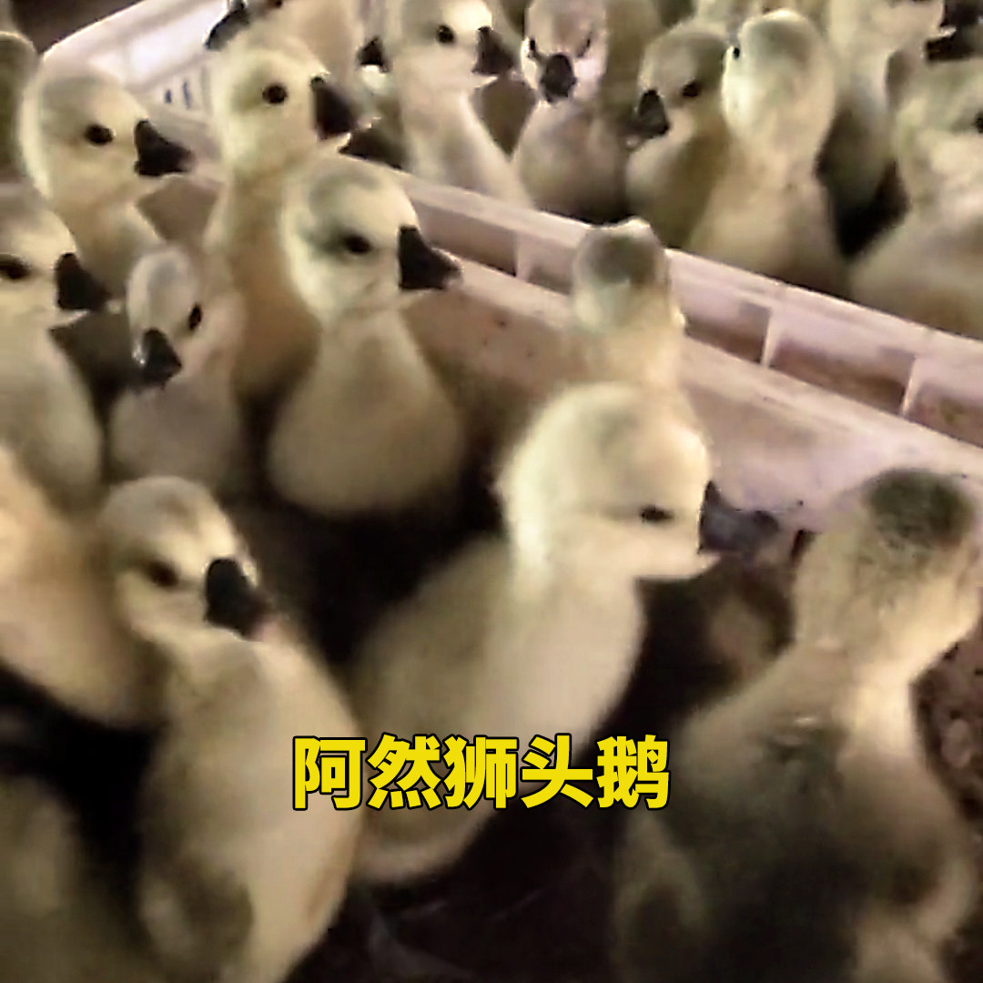 阿然狮头鹅农家特大种一代家养健康汕头澄海鹅肉高产大型狮子头鹅,淘宝优惠券,粉丝福利购,淘宝优惠卷