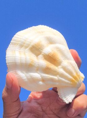 天然海螺贝壳北海道扇蛤家居摆件鱼缸造景水族箱装饰大贝壳海螺壳