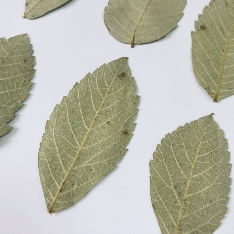 干树叶盐肤木叶植物标本花卉幼儿园亲子手工干花叶子贴画装饰画-图2