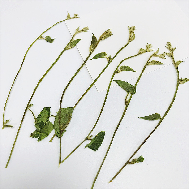牵牛藤叶干花贴画框装饰画diy滴胶饰品植物教学标本灯罩压花相框,淘宝优惠券,粉丝福利购,淘宝优惠卷