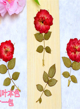 玫瑰叶 压花滴胶干花押花花材diy花材植物教学干花标本天然真花
