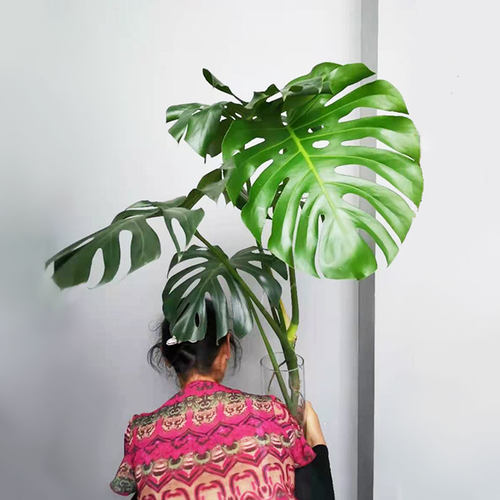 水培植物龟背竹带根室内好养客厅落地水养植物室内大叶绿植易养活 - 图0
