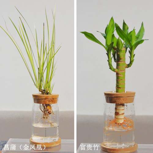 水培植物鸭脚木琴叶榕袖珍椰子室内桌面办公室绿植好养室内小盆栽 - 图2