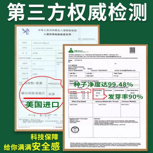 剪股颖a4本特草坪草籽庭院别墅少修剪耐踩踏四季常青矮生草皮种子 - 图2