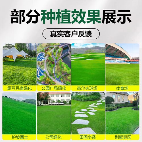 剪股颖a4本特草坪草籽庭院别墅少修剪耐踩踏四季常青矮生草皮种子 - 图3