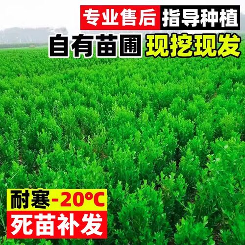 冬青树苗庭院围墙篱笆植物耐寒耐旱北海道大叶黄杨绿化苗四季常青 - 图2