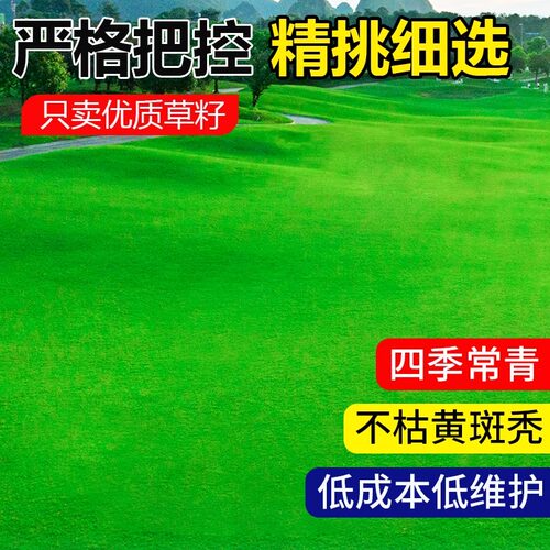 剪股颖a4本特草坪草籽庭院别墅少修剪耐踩踏四季常青矮生草皮种子 - 图0
