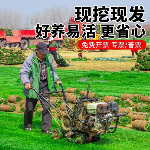 广东草皮带泥土真草坪易活大叶油草坪绿化马尼拉草台湾草庭院工程 - 图3