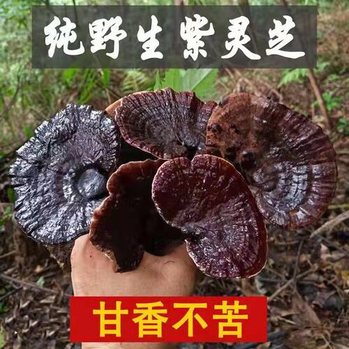 广西深山正宗纯野生灵芝干货250g整朵可切片泡酒长腿紫黑灵芝不苦 - 图0