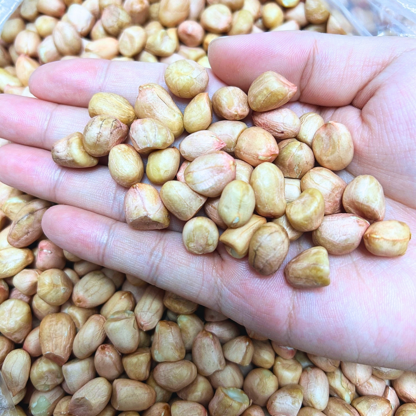 【25年新货】山东新鲜花生手工现扒农家特产净重1斤装,淘宝优惠券,粉丝福利购,淘宝优惠卷