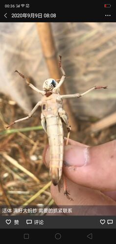 蚂蚱蝗虫干打粉画眉百灵鸟食添加活体蚂蚱蝗虫新鲜包邮换羽提性 - 图2