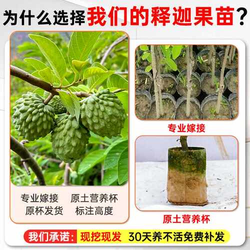 释迦果苗树带果台湾凤梨嫁接果树果苗榴莲庭院南方种植盆栽地栽苗 - 图3