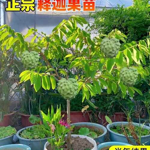 释迦果苗树带果台湾凤梨嫁接果树果苗榴莲庭院南方种植盆栽地栽苗 - 图2