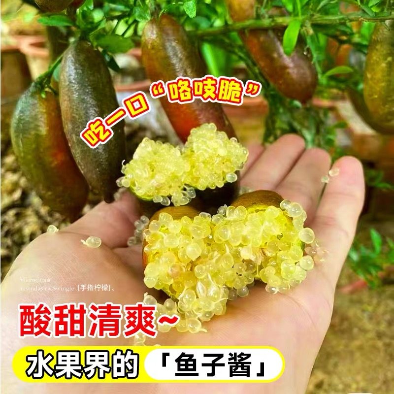 手指柠檬树苗澳洲新品种柠檬苗嫁接香柠当年结果精选种植盆栽地栽,淘宝优惠券,粉丝福利购,淘宝优惠卷
