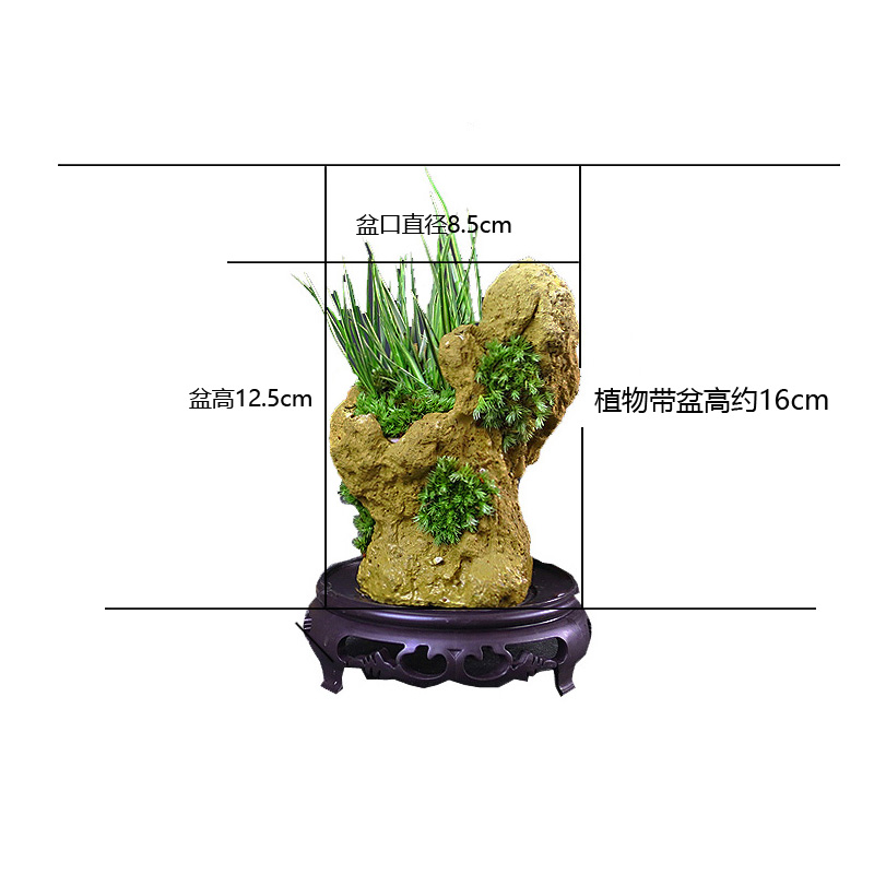 菖蒲新中式小盆栽创意绿植吸水石盆景微景观茶桌办公桌蕨类植物 - 图3