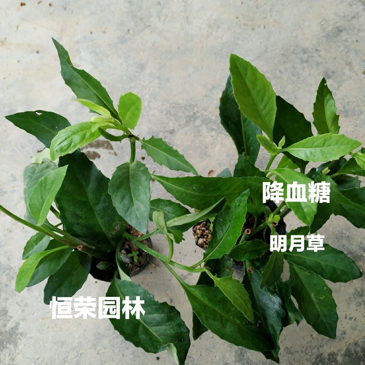 金鸡毛草神奇救命草白子菜苗鸡菜苗富贵菜尼基罗草苗明月草苗 - 图0