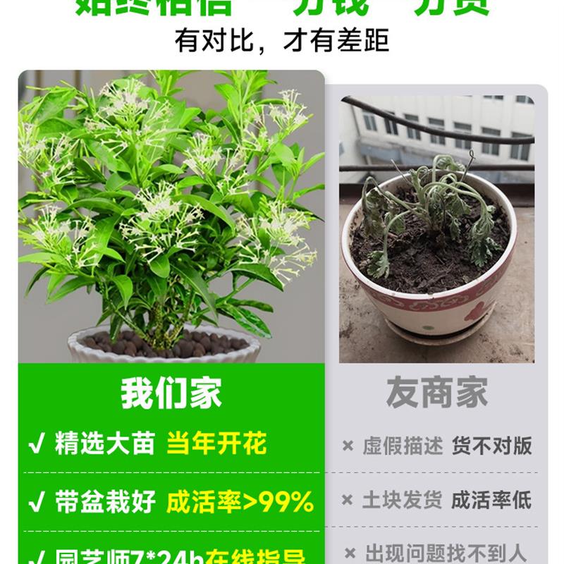 夜来香花树苗盆栽九里香花卉室内阳台驱蚊绿植物鲜花四季开花好养 - 图1