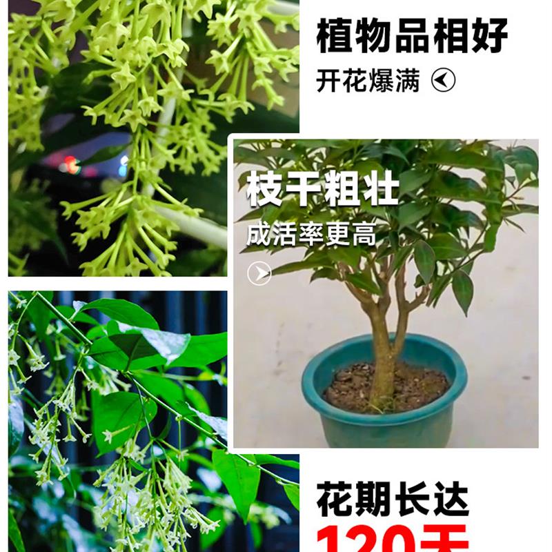 夜来香花树苗盆栽九里香花卉室内阳台驱蚊绿植物鲜花四季开花好养 - 图2