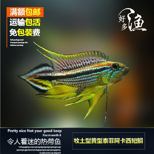 热带观赏鱼牧土型泰菲阿卡西短鲷南美短鲷蓝型泰菲阿卡西短鲷 - 图0
