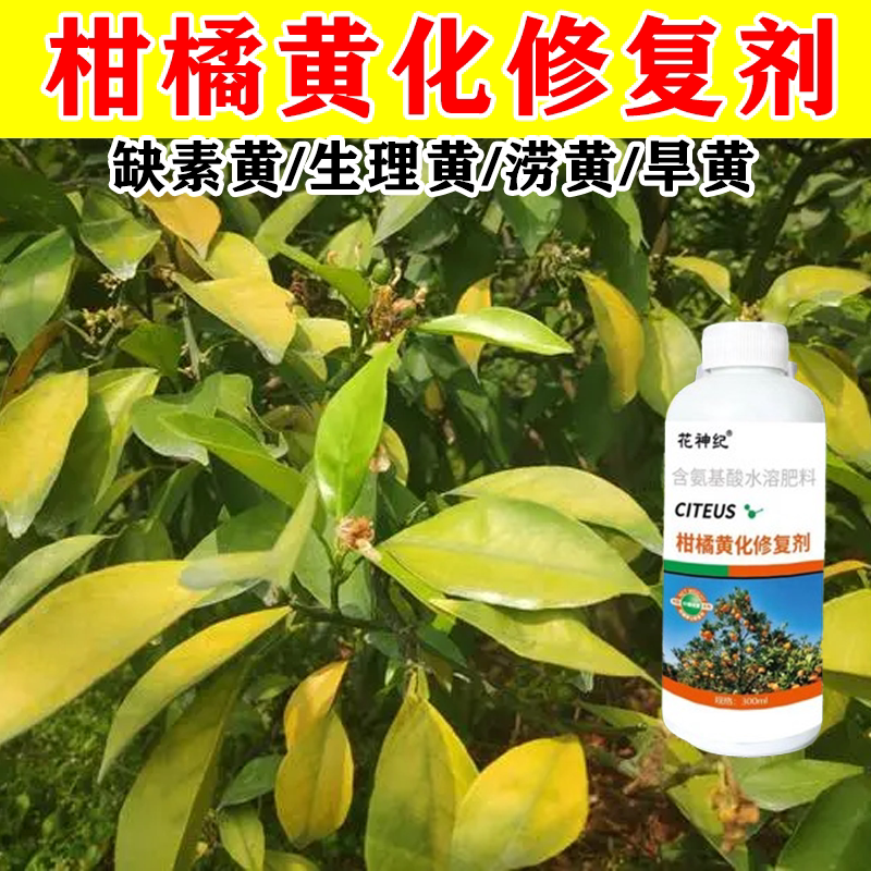 【果树黄化】黄化病专用肥黄叶卷叶黄斑黄龙病果树橙柑橘桔树通用