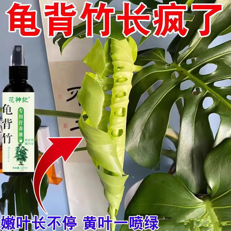【急救】龟背竹专用营养液黄叶卷叶烂根一喷冒新芽免稀释新型肥 - 图2