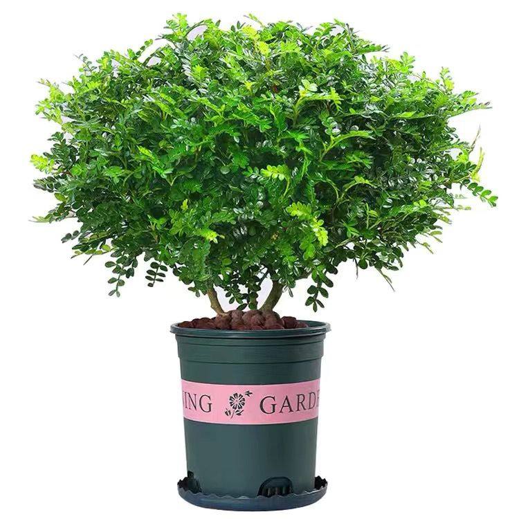 爆盆清香木胡椒木蛋糕西餐饮品烘培甜品装饰点缀新鲜好养植物叶子,淘宝优惠券,粉丝福利购,淘宝优惠卷