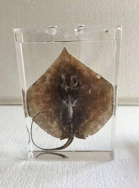 鱼类标本幼儿园科学实验教学真实动物浸制泡爬行生物展示海洋定制