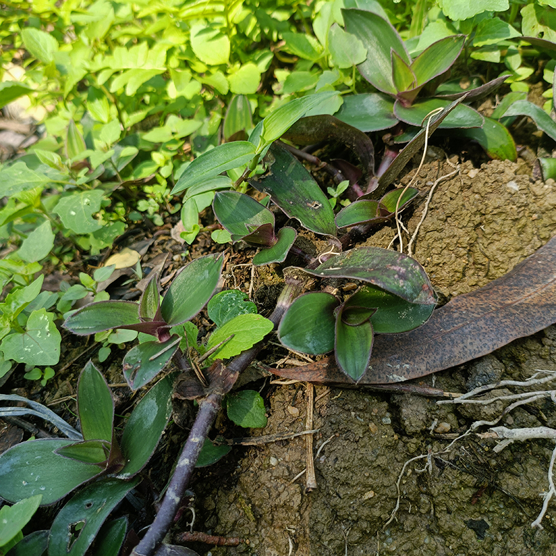 宝祥林吊竹梅新鲜水龟草现采红蛇竹菜胶浊草红竹草鸭舌红250g-图3