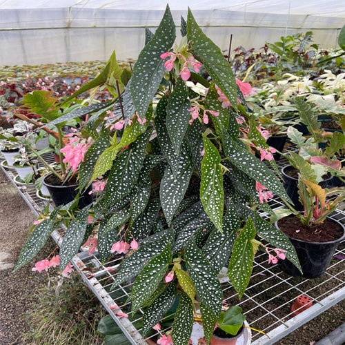 鳟鱼秋海棠白冰富士山热带植物鲜花绿植花盆马丁之谜室内客厅花园 - 图0