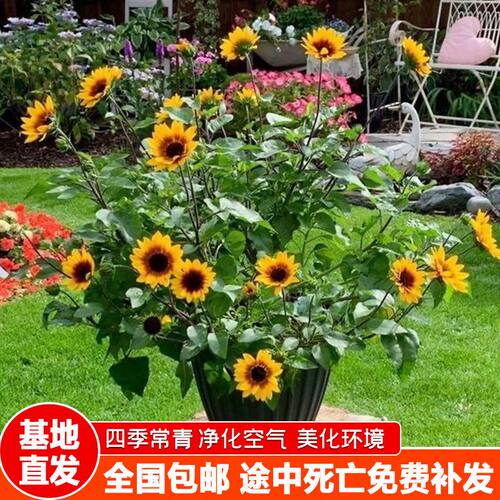 超级向日葵光辉岁月炸裂阳光超级向日葵持续开花阳台庭院花卉植物 - 图2