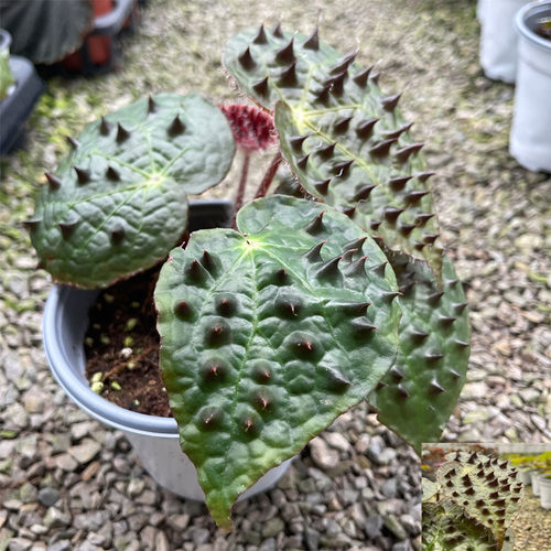 鳟鱼秋海棠白冰富士山热带植物鲜花绿植花盆马丁之谜室内客厅花园 - 图2