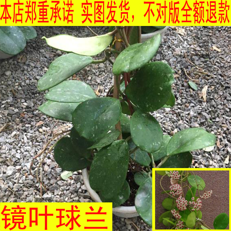 球兰苗盆栽植物绿叶球兰花苗垂吊攀爬庭院阳台植物金边球兰苗 爱鉴花智能清新生活