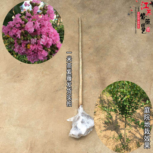 阳台盆栽紫薇花苗满堂红树苗庭院绿化植物痒痒树北方耐寒百日红花 - 图2