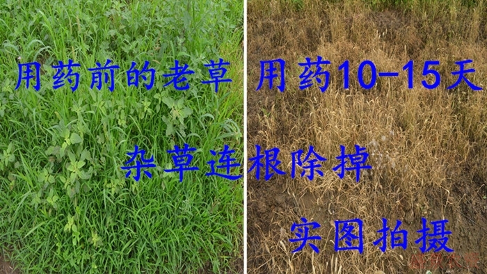 悦联美达95%草甘膦铵盐草甘磷果园荒地杂草灭生性烂根除草剂农药 - 图2