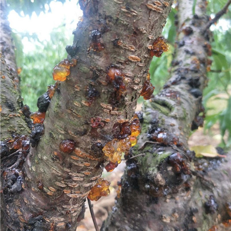 桃胶无杂质500g雪燕桃胶皂角米银耳组合特级食用天然野生老树桃胶